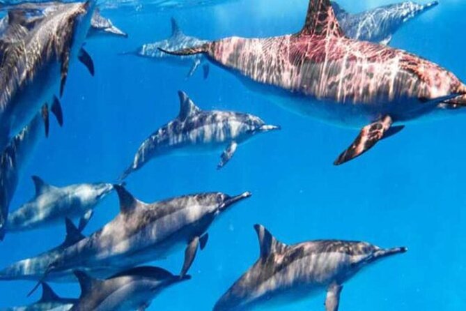 Swimming With Dolphin in Seatrip Adventure With Lunch in Hurghada