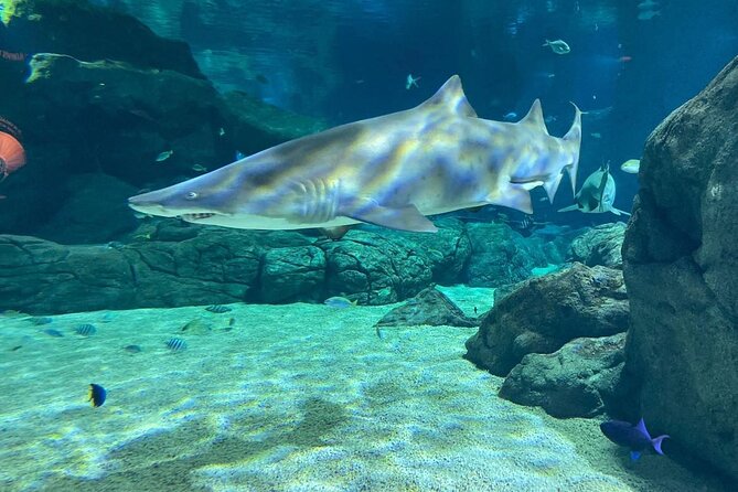 Swimming With Turtles, The Odyseo Aquarium & Port Louis Tour - Good To Know