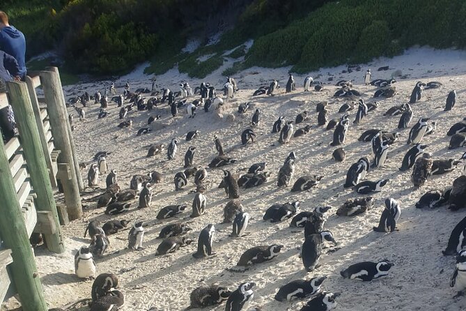Table Mountain, Penguins and Cape Point Small Grouptour