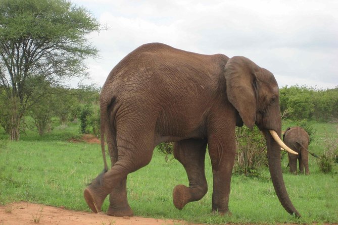 Tanzania Wildlife Safari - Tarangire | Serengeti and Ngorongoro Crater - Good To Know