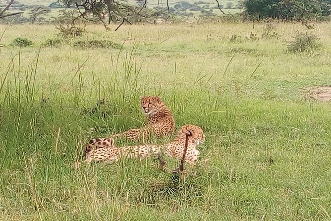 Tarangire National Park Full Day Tour