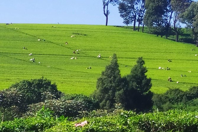 Tea Farm Tour: Kiambethu Tea - Booking Information