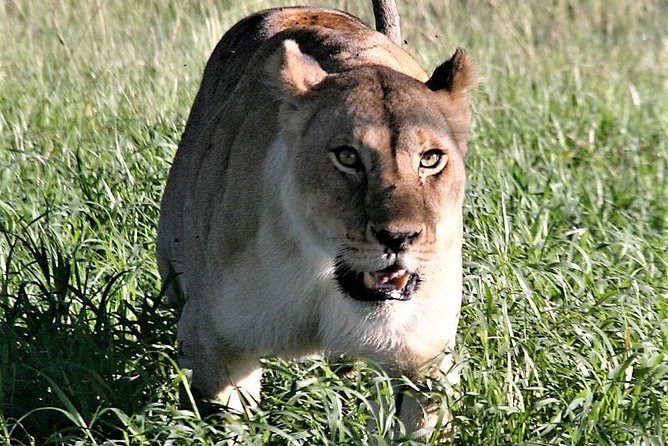 Ten Days: Tarangire-manyara-ngorongor0-serengeti (classic) - Good To Know