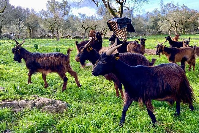 The Art of Cheesemaking: a Hands-On Journey From Farm to Table - Good To Know