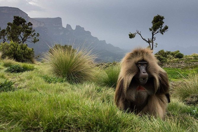 The Best of Gondar City Walking Tour - Good To Know