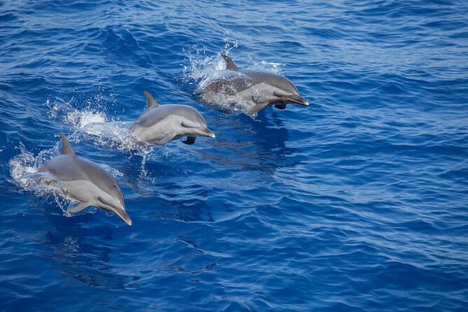 The Jewel of Muscat Sea, Daymaniyat Islands - Good To Know