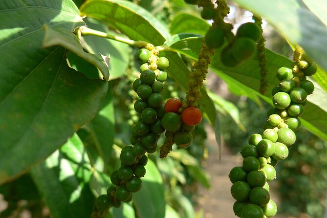 The Plantation Tour (Discovering Kampot Pepper) + Lunch - Good To Know