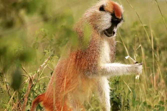 Three Days Murchison Falls National Park Tour in Uganda