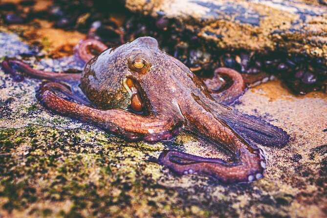 Tide Pool Safari in Monte Clérigo Beach - Good To Know