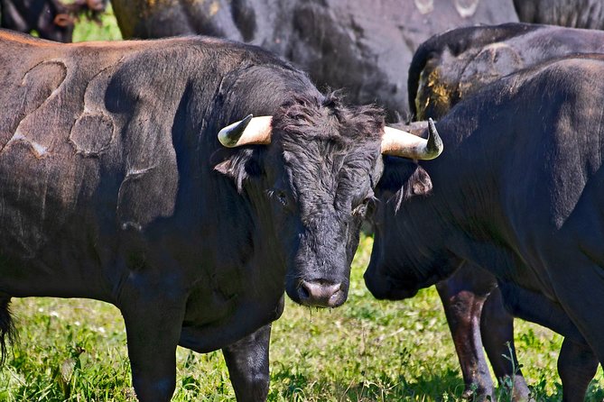 Tour Between Bulls in Lezíria - Good To Know