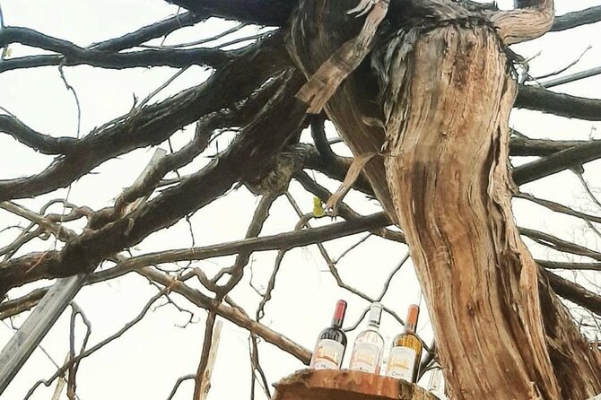 Tour From Napoli to Pompei/Ercolano: Luxury Tour, Secret Vineyard - Good To Know