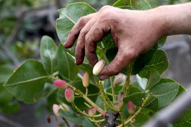 Tour With Tasting in the Bronte Pistachio Plantations - Good To Know