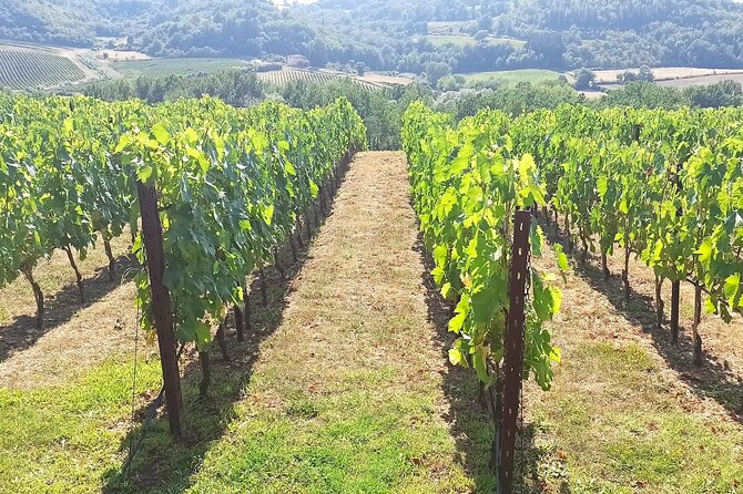 Transfer Florence - Siena With Visit to Chianti and Wine Tasting - Good To Know