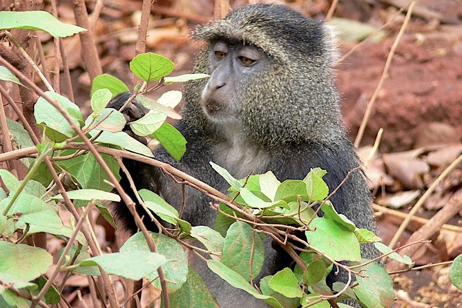 Trekking at Udzungwa Mountains and Tour at Nyerere National Park - Good To Know