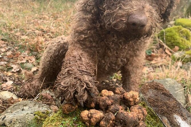 Truffle Hunting and Wine Tasting With Lunch Near Chieti - Good To Know