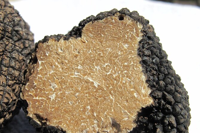 Truffle Hunting in Istria Private Experience