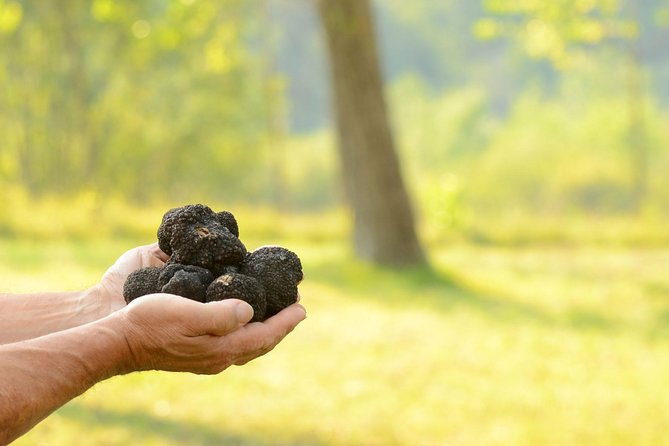 Truffle Hunting in the Woods of Istria and Wine Tasting With Alex - Good To Know