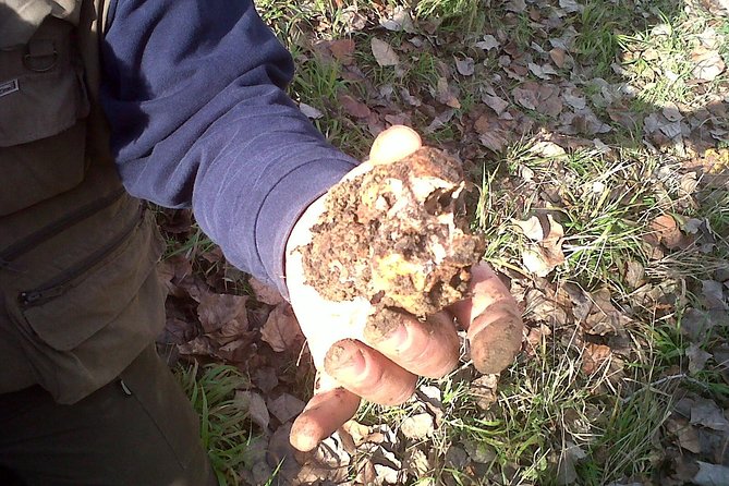 Truffle Hunting in Tuscany: Private Shore Excursion From Livorno Port - Good To Know