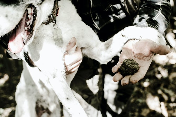 Truffle Hunting With Tasting - Good To Know