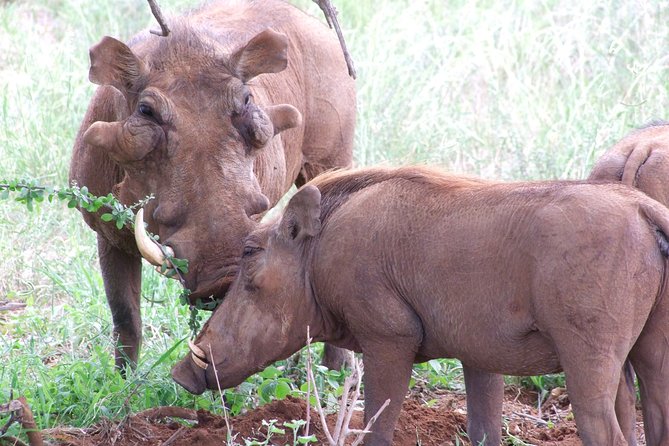 Tsavo East Amboseli and Tsavo West Safari 4 Days Starting Malindi - Itinerary Highlights