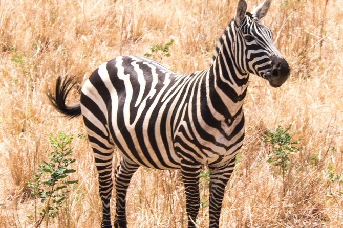Two Days Sipi Falls and Pian Upe Nataional Game Reserve in Uganda - Good To Know