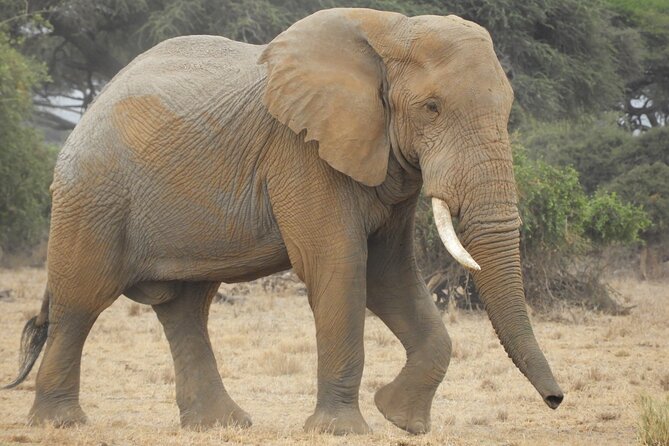 Two Nights (Mid-Range) Amboseli Safari - Accommodation Details