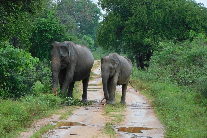 Udawalawa Safari & Elephants Orphanage Tour From Hambantota Port - Good To Know