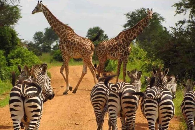 Unique Uganda Adventure - Good To Know