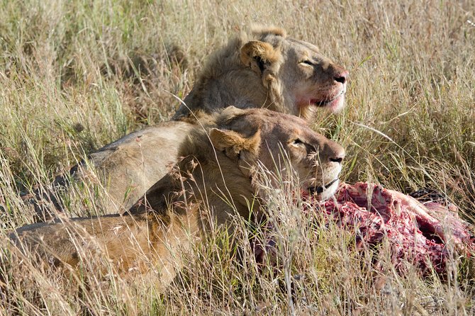 Victoria Falls Chobe Day Trip - Good To Know