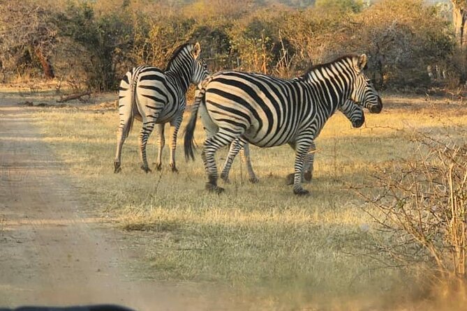 Victoria Falls Safari Tour Full Day - Good To Know