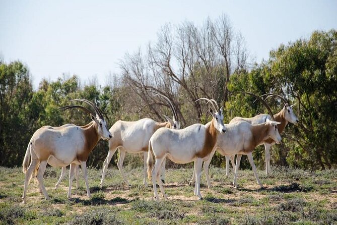 Visit the Souss Massa National Park Including Lunch From Agadir