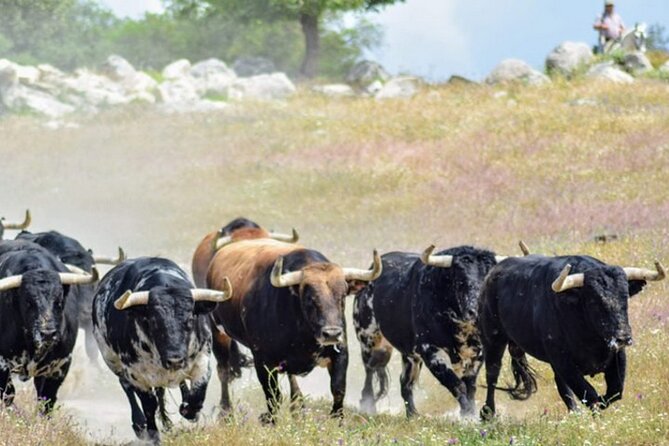 Visit to a Brave Bull Farm in Andalusia - Good To Know