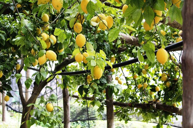 Visit to a Lemon Grove on the Amalfi Coast With Tasting - Good To Know
