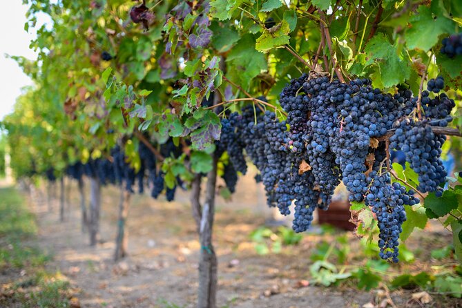 Visit to the Vivinatura and Wine Tasting Farm in Pompeii - Good To Know