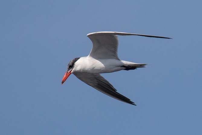 Watching the Blue Skies of Monte Gordo – Self-Guided Birding W/ Car