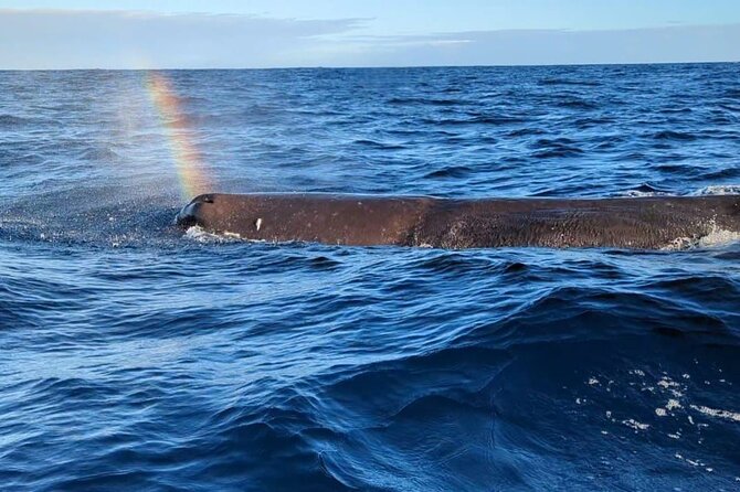 Whale Dream Ltd - Whale Watching and Swim With Dolphins - Good To Know