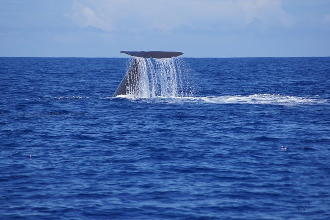 Whale Watching - Exclusivity - Good To Know