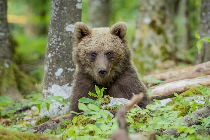 Wildlife Slovenia - Guided Bear & Bird Photography Tour - Good To Know