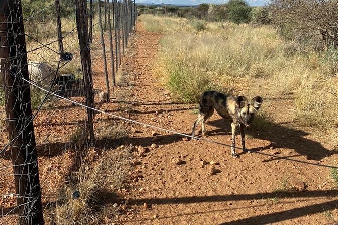 Windhoek Carnivore Experience Feeding Half Day Tour - Good To Know