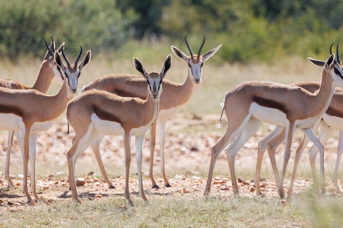 Windhoek Wilderness Safari: A Game Drive Experience - Good To Know