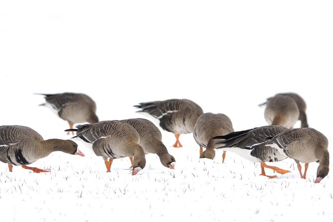 Winter Birding Day Trip to Dobrudja From Tulcea/Constanta - Trip Overview