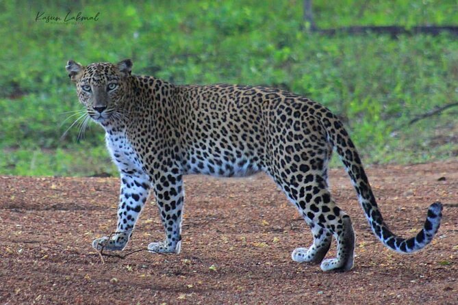 Yala Safari Private Day Tours in Yala National Park - Good To Know