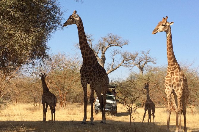 Your Private Driver & Tour Guide in Senegal-Reserve of Bandia - Good To Know