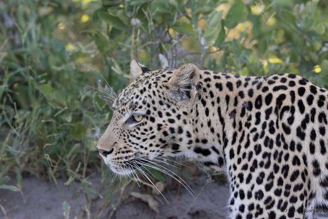 Zambezi National Park Game Drive AM /PM