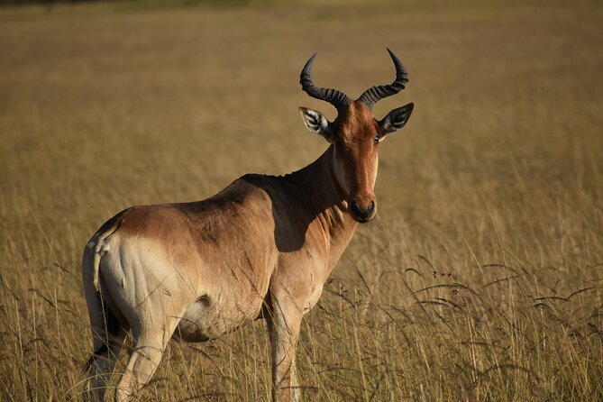 03 Days Kenya Camping Safari To Masai Mara - Good To Know
