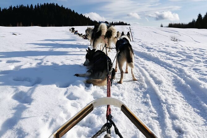 1.5-Hour Private Dog Sledding Tour in Harghita County - Good To Know
