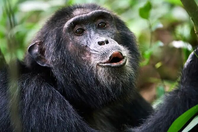 1 Day Chimpanzee Tour of Ngamba Island - Good To Know