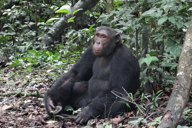 1 Day Chimpanzee Tracking in Budongo Forest and Kaniyo Pabidi - Good To Know