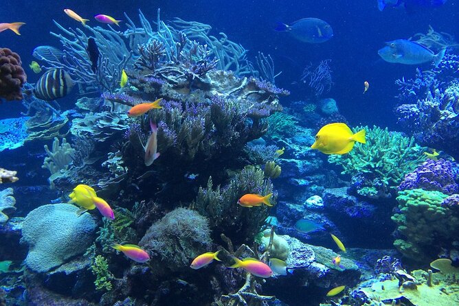 1 DAY Enjoy Lembongan Island! Snorkeling + Mangrove Exploration + Sightseeing on the Island Such as the Scenic Spot Devils Tears / Marine Sports Enjoyment Banana Boat / Transfer Included - Good To Know