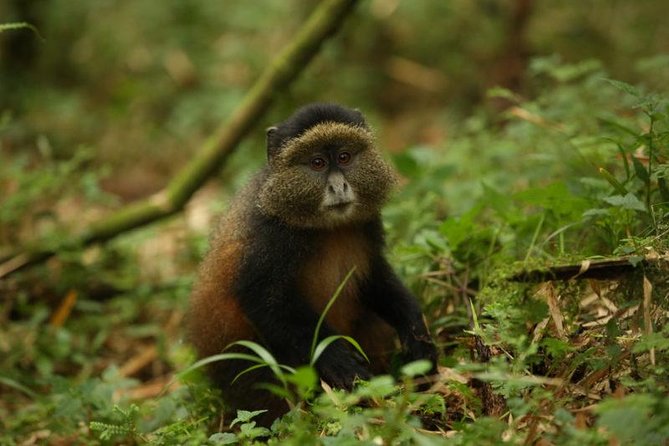 1 Day Rwanda Golden Monkey Tracking Tour - Good To Know